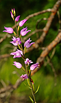 BB 08 0044 / Cephalanthera rubra / Rød skogfrue